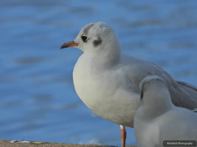 A black-headed gull swims or rests on the water at Sandall Park.