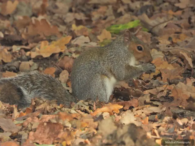 An eastern grey squirrel forages among the fallen leaves or climbs a tree at Sandall Park.