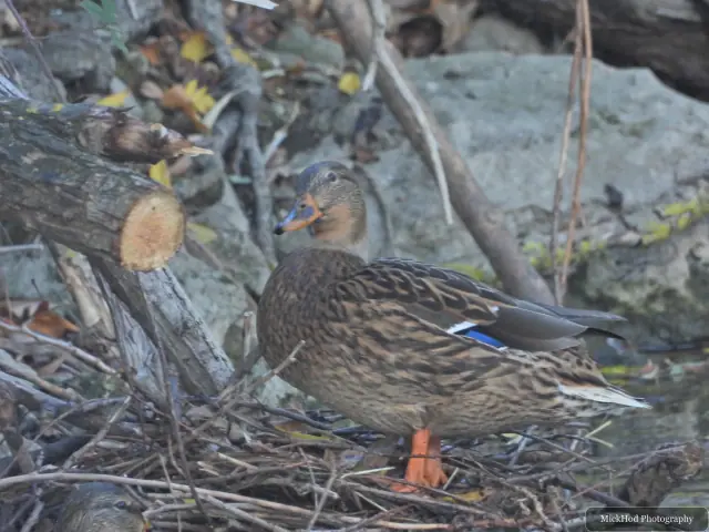 A mallard swims or rests on the water at Sandall Park.