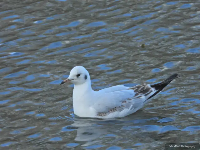 A black-headed gull swims or rests on the water at Sandall Park.