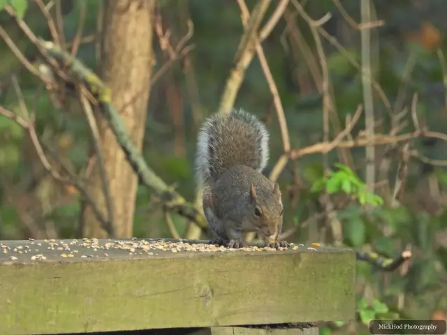 An eastern grey squirrel forages among the fallen leaves or climbs a tree at Sandall Park.