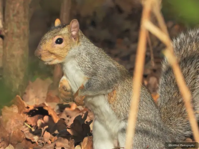 An eastern grey squirrel forages among the fallen leaves or climbs a tree at Sandall Park.