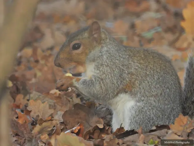 An eastern grey squirrel forages among the fallen leaves or climbs a tree at Sandall Park.
