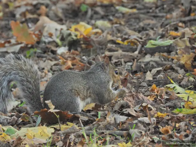 An eastern grey squirrel forages among the fallen leaves or climbs a tree at Sandall Park.