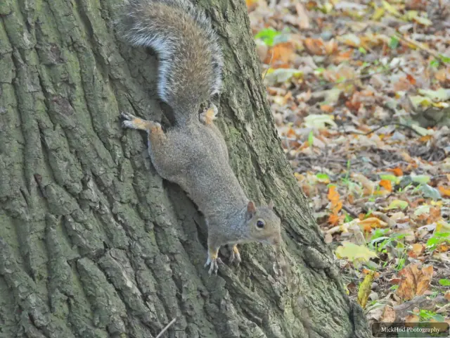 An eastern grey squirrel forages among the fallen leaves or climbs a tree at Sandall Park.