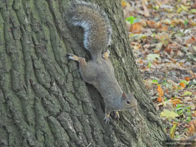 An eastern grey squirrel forages among the fallen leaves or climbs a tree at Sandall Park.