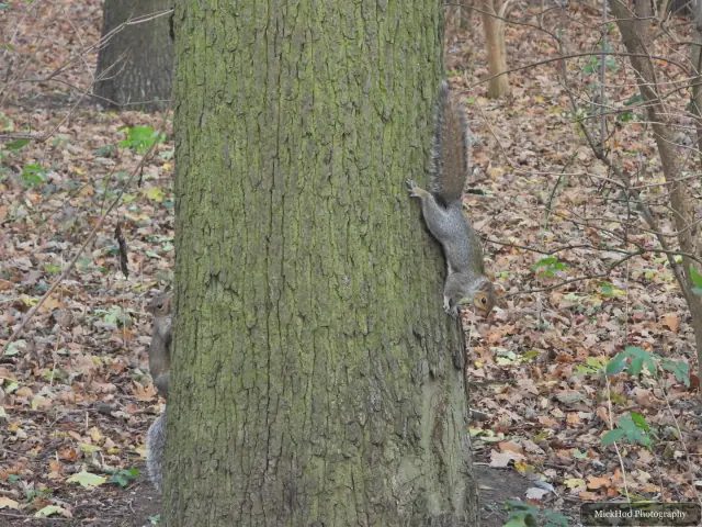 An eastern grey squirrel forages among the fallen leaves or climbs a tree at Sandall Park.