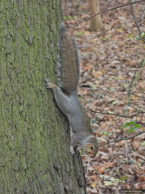 An eastern grey squirrel forages among the fallen leaves or climbs a tree at Sandall Park.