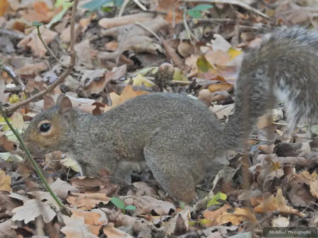 An eastern grey squirrel forages among the fallen leaves or climbs a tree at Sandall Park.
