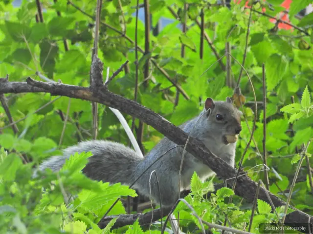 An eastern grey squirrel forages among the fallen leaves or climbs a tree at Sandall Park.