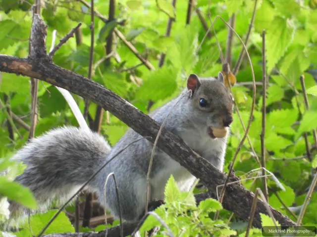 An eastern grey squirrel forages among the fallen leaves or climbs a tree at Sandall Park.
