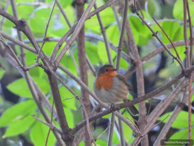 A european robin forages among the woodland branches or leaf litter at Sandall Park.