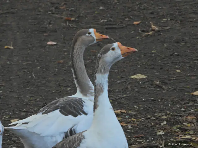 A greylag goose swims or rests on the water at Sandall Park.
