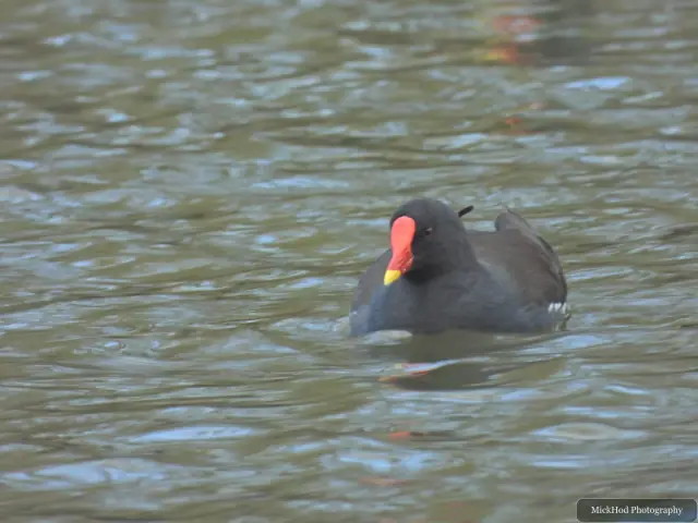 A eurasian moorhen is seen at Sandall Park.