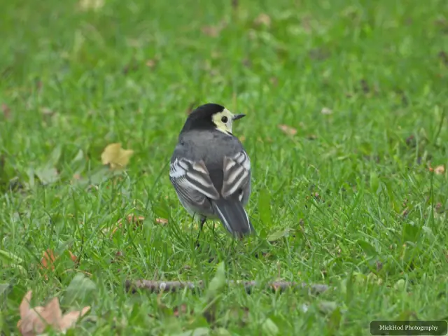 A Pied Wagtail stands near the water at Sandall Park.
