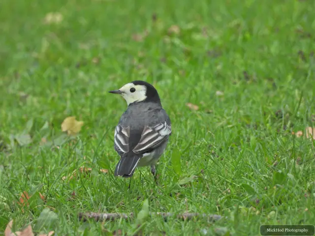 A Pied Wagtail searches for food at Sandall Park.