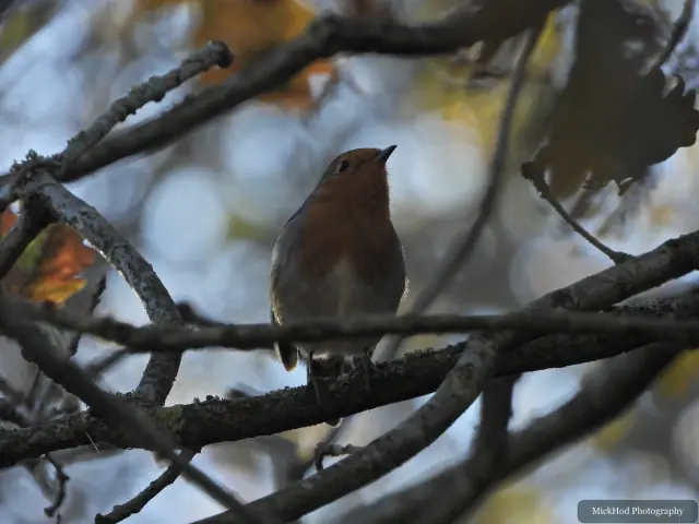 A european robin forages among the woodland branches or leaf litter at Sherwood Forest.