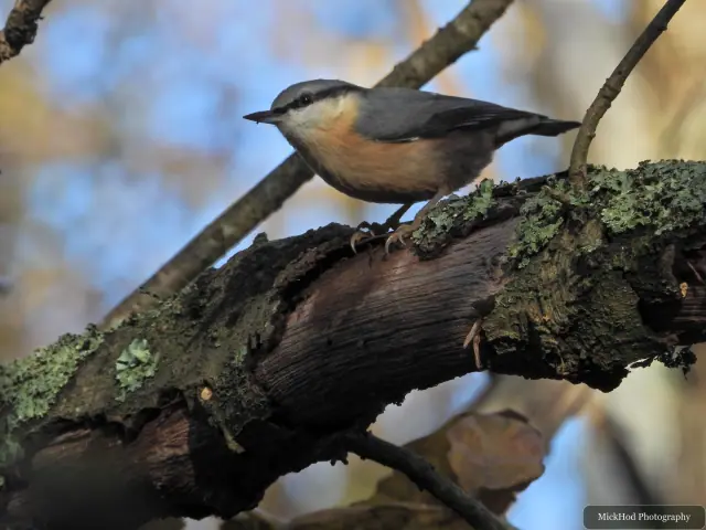 A Eurasian nuthatch moves along a branch at Sherwood Forest.