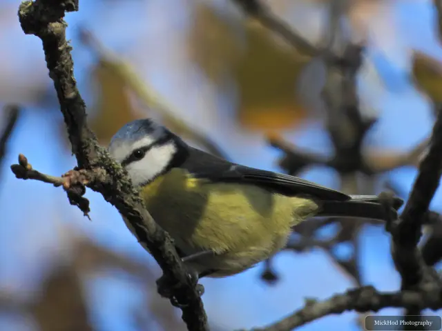 A great tit visits a garden feeder at Sherwood Forest.