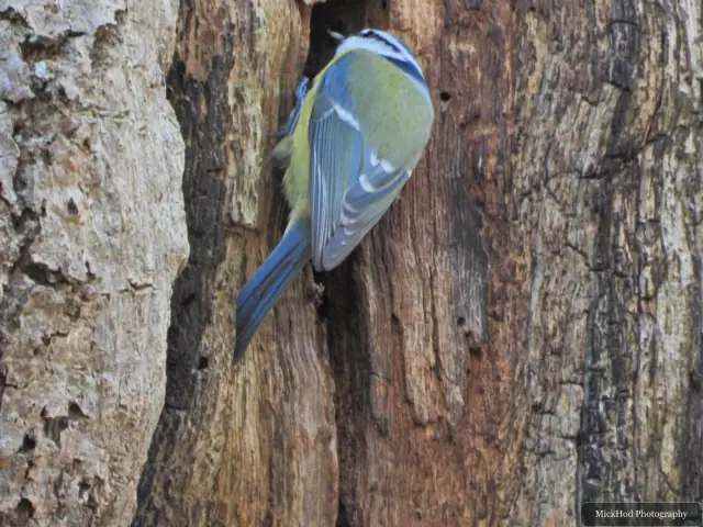 A blue tit visits a garden feeder at Sherwood Forest.