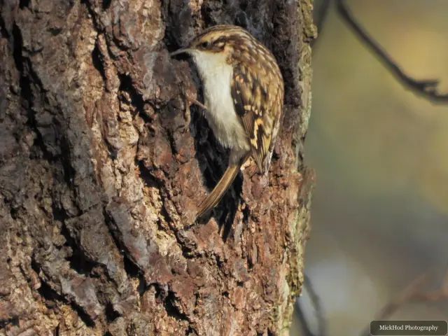 A Eurasian treecreeper climbs the rough bark of a tree at Sherwood Forest.