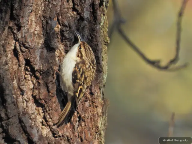 A Eurasian treecreeper climbs the rough bark of a tree at Sherwood Forest.