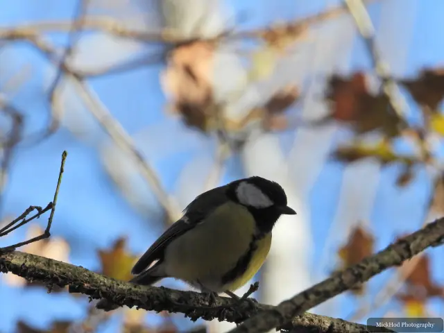 A great tit visits a garden feeder at Sherwood Forest.