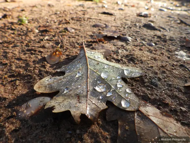 An oak leaf rests among fallen leaves on the woodland floor.