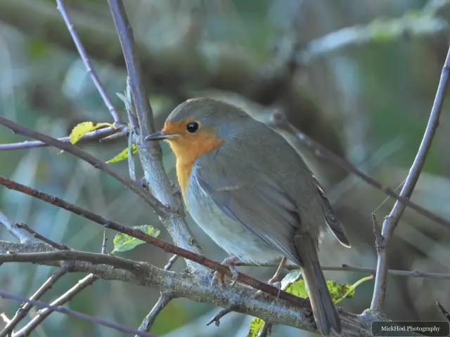 A european robin forages among the woodland branches or leaf litter at Sherwood Forest.