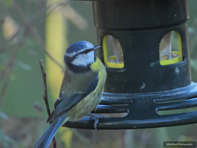 A blue tit visits a garden feeder at Sherwood Forest.