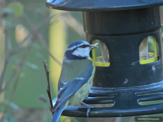 A blue tit visits a garden feeder at Sherwood Forest.