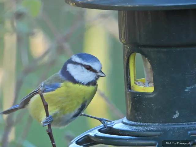 A blue tit visits a garden feeder at Sherwood Forest.