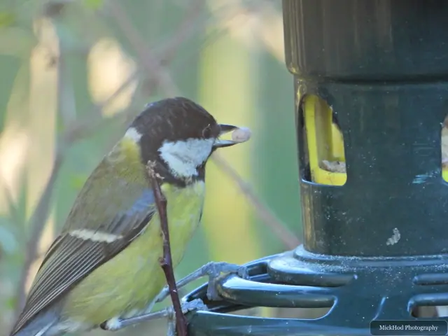 A great tit visits a garden feeder at Sherwood Forest.