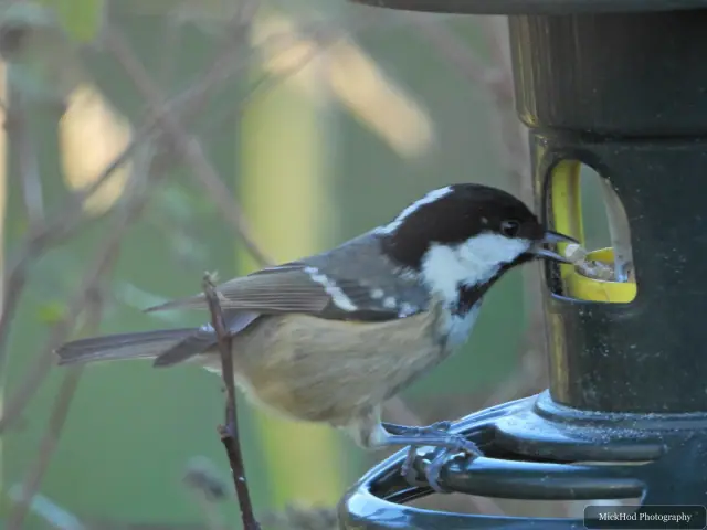 A great tit visits a garden feeder at Sherwood Forest.