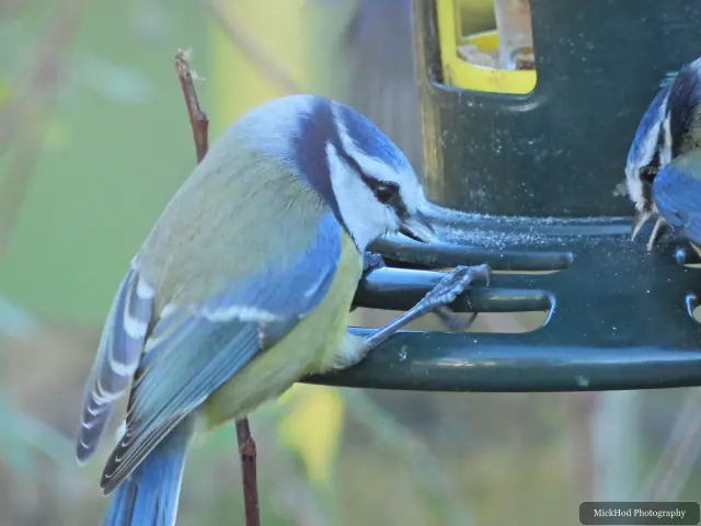 A blue tit visits a garden feeder at Sherwood Forest.