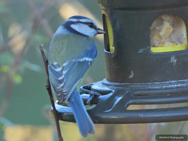 A blue tit visits a garden feeder at Sherwood Forest.