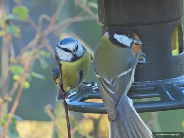 A blue tit visits a garden feeder at Sherwood Forest.