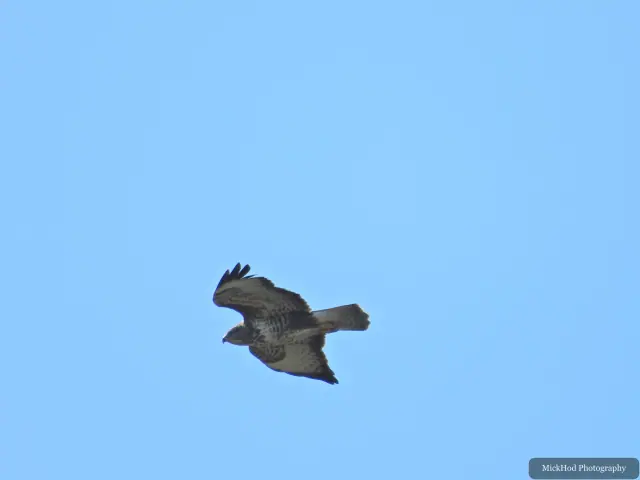 A common buzzard glides across a clear blue sky, its broad wings and barred underside visible from below.