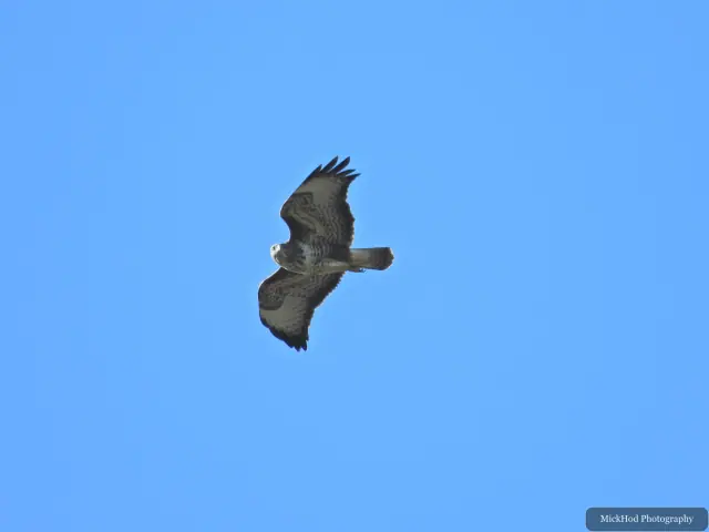 A common buzzard banks overhead, showing the dark patches beneath its wings and banded tail.