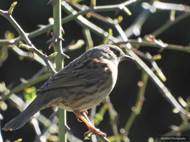 A song thrush perches among thorny branches, with its streaked breast and warm brown upperparts in view.