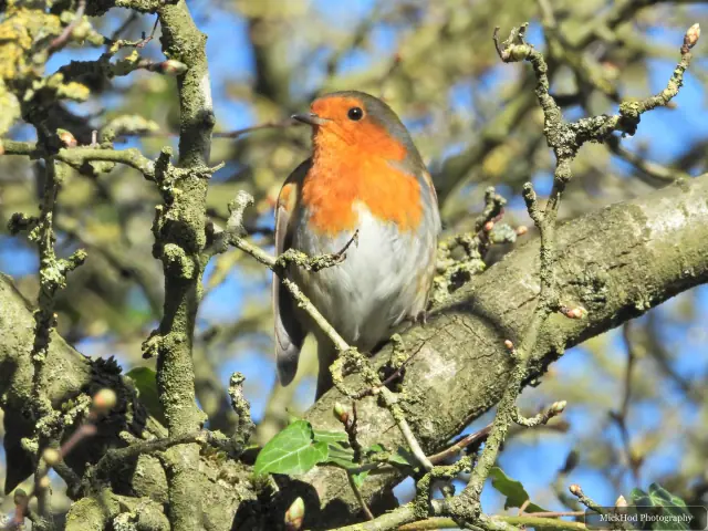 A robin sits among lichen-covered branches, its orange face and breast catching the sunlight.
