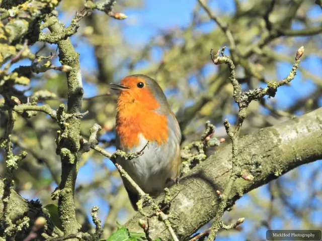 A robin turns on a branch, showing its orange breast against the pale tree bark.