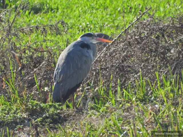 A grey heron looks down into the vegetation, poised to forage beside the water.