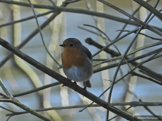 A robin perches among bare twigs, its orange breast visible in the soft woodland light.