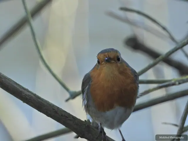 A robin faces the camera from a branch, framed by a tangle of woodland twigs.
