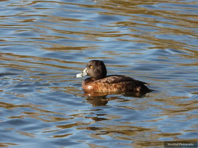 A female tufted duck paddles across the water, showing a brown body and bright yellow eye.