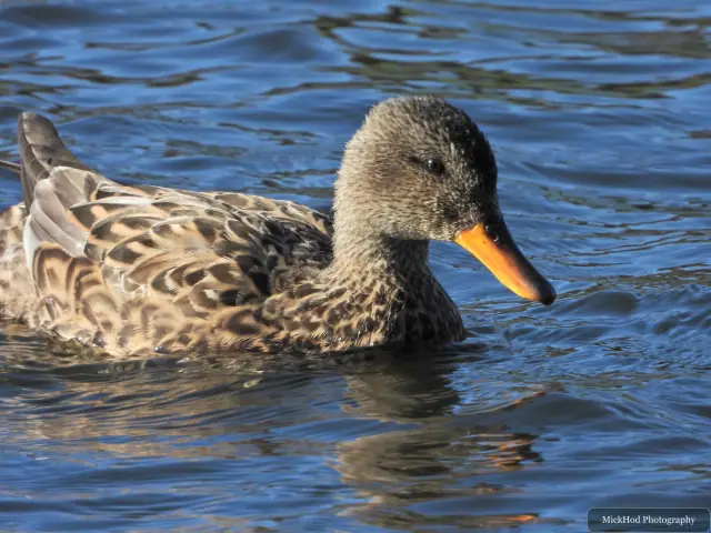 A female mallard glides across the water, her mottled brown feathers and orange bill clear in the light.