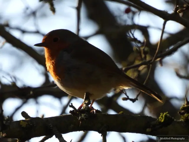 A robin perches in silhouette on a branch, its orange breast illuminated by light filtering through the canopy.