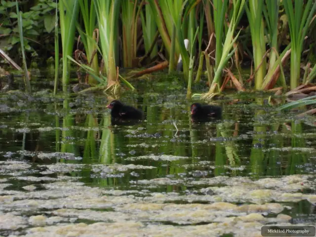 Eurasian Moorhen, seen at Sprotborough Flash.