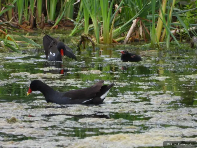 Photographed at Sprotborough Flash: Eurasian Moorhen.